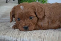 Prince, a male Cavapoo for sale in Greenwood, WI – 2 of 5