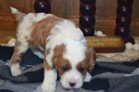 Karlo, a male Cavapoo for sale in Greenwood, WI – 6 of 6