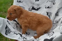 Rosy, a female Golden Retriever for sale in Greenwood, WI – 4 of 4