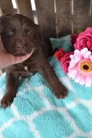 Londa, a female Labrador Retriever for sale in Greenwood, WI – 2 of 4