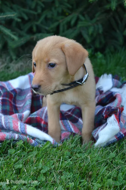 Donna – Labrador Retriever puppy for sale in Greenwood, WI