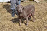 Cinnamon, a female Labrador Retriever for sale in Greenwood, WI – Photo 6 of 7