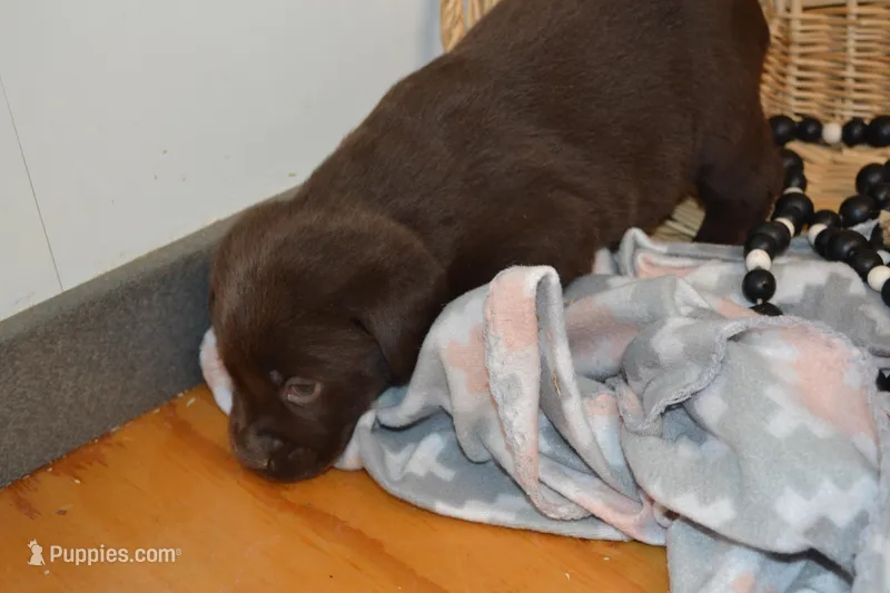 Cinnamon – Labrador Retriever puppy for sale in Greenwood, WI