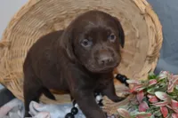 Cinnamon, a female Labrador Retriever for sale in Greenwood, WI – Photo 2 of 7