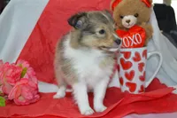 Kalila, a female Shetland Sheepdog for sale in Greenwood, WI – Photo 4 of 8