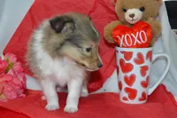 Kalila, a female Shetland Sheepdog for sale in Greenwood, WI – Photo 5 of 8