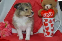 Kalila, a female Shetland Sheepdog for sale in Greenwood, WI – Photo 6 of 8