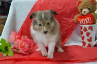 Kalila, a female Shetland Sheepdog for sale in Greenwood, WI – Photo 3 of 8