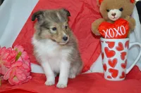 Kalila, a female Shetland Sheepdog for sale in Greenwood, WI – Photo 1 of 8