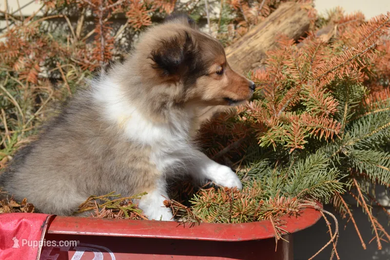 Kalila – Shetland Sheepdog puppy for sale in Greenwood, WI