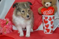 Kalila, a female Shetland Sheepdog for sale in Greenwood, WI – Photo 8 of 8