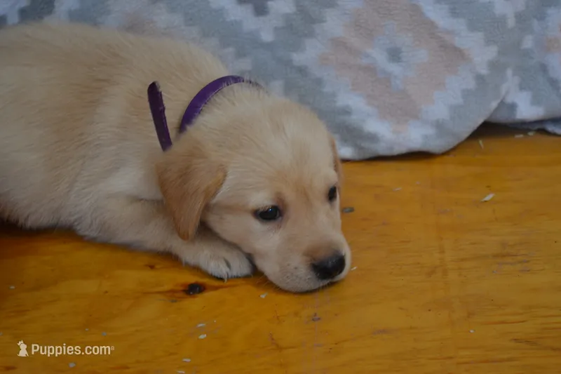 Ellie – Labrador Retriever puppy for sale in Greenwood, WI