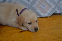 Ellie, a female Labrador Retriever for sale in Greenwood, WI – 1 of 3