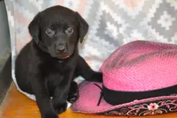Gwenda, a female Labrador Retriever for sale in Greenwood, WI – 2 of 3