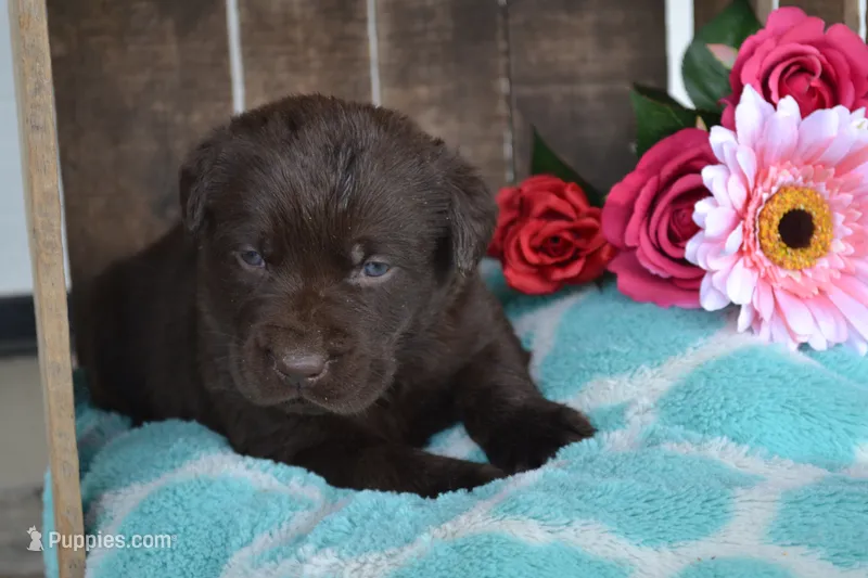 Lilla – Labrador Retriever puppy for sale in Greenwood, WI