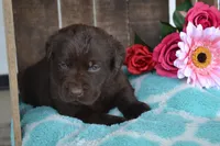 Lilla, a female Labrador Retriever for sale in Greenwood, WI – 1 of 4