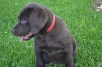Lola, a female Labrador Retriever for sale in Greenwood, WI – 6 of 6