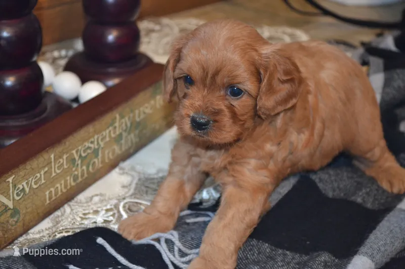 Kara – Cavapoo puppy for sale in Greenwood, WI