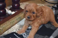 Kara, a female Cavapoo for sale in Greenwood, WI – 1 of 6