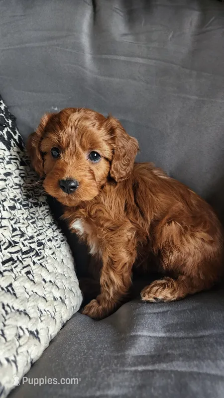 Jace – Cavapoo puppy for sale in Greenwood, WI