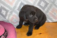 Harper, a female Labrador Retriever for sale in Greenwood, WI – 3 of 3