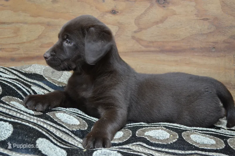 Lilla  – Labrador Retriever puppy for sale in Greenwood, WI