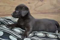 Lilla , a female Labrador Retriever for sale in Greenwood, WI – 1 of 4
