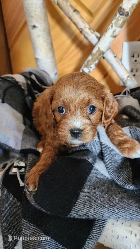 Klint – Cavapoo puppy for sale in Greenwood, WI