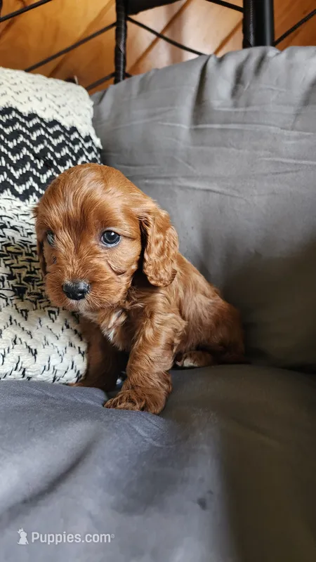 Jasper – Cavapoo puppy for sale in Greenwood, WI