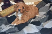 Kiwi, a female Cavapoo for sale in Greenwood, WI – 3 of 6