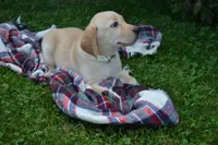 Flowers, a female Labrador Retriever for sale in Greenwood, WI – 2 of 4