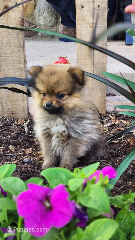 Winx – Pomeranian puppy for sale in Greenwood, WI