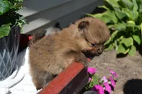 Winx, a male Pomeranian for sale in Greenwood, WI – 4 of 8