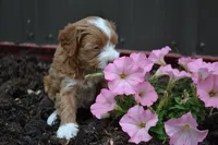 Catelyn, a female Cavapoo and Poodle - Miniature  for sale in Greenwood, WI – 4 of 4