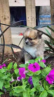 Warrior, a male Pomeranian for sale in Greenwood, WI – 3 of 5