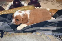 Kenny, a male Cavapoo for sale in Greenwood, WI – 2 of 6