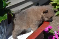 Western, a male Pomeranian for sale in Greenwood, WI – 3 of 8