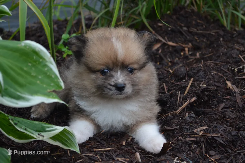 Warrior – Pomeranian puppy for sale in Greenwood, WI