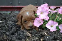 Callie, a female Cavapoo and Poodle - Miniature  for sale in Greenwood, WI – 3 of 4