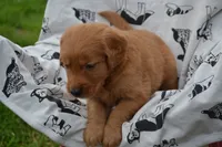Roxann , a female Golden Retriever for sale in Greenwood, WI – 3 of 4