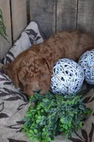 Anson, a male Cavapoo for sale in Greenwood, WI – Photo 3 of 5