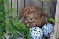 Anson, a male Cavapoo for sale in Greenwood, WI – Photo 5 of 5