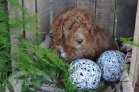 Anson, a male Cavapoo for sale in Greenwood, WI – Photo 4 of 5
