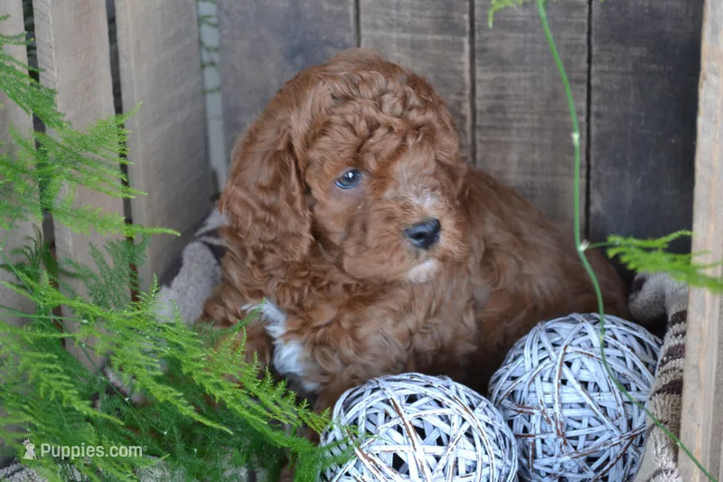 Anson – Cavapoo puppy for sale in Greenwood, WI