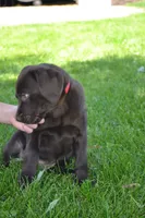 Lola, a female Labrador Retriever for sale in Greenwood, WI – 5 of 6