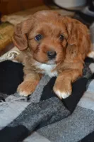 Kiwi, a female Cavapoo for sale in Greenwood, WI – 4 of 6