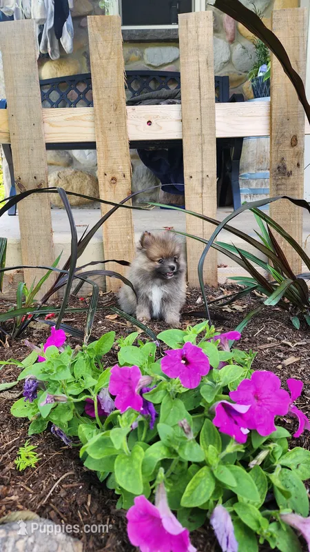 Western – Pomeranian puppy for sale in Greenwood, WI