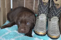 lanson, a female Labrador Retriever for sale in Greenwood, WI – 4 of 4