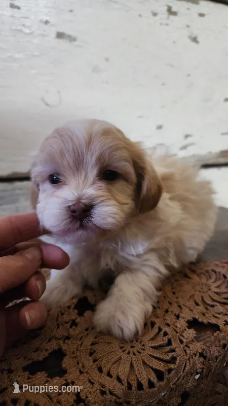 Leo , a female Poodle - Miniature  and Mal Shi for sale in Greenwood, WI – Photo 1 of 5