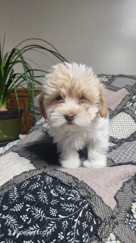 Leo  – Poodle - Miniature , Mal Shi puppy for sale in Greenwood, WI